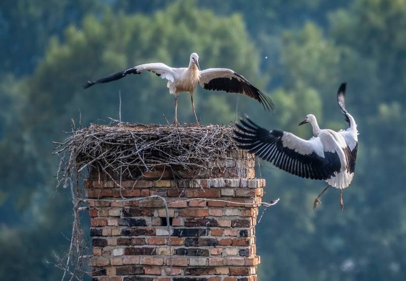 Professional Chimney Animal Removal Services in Los Angeles, California