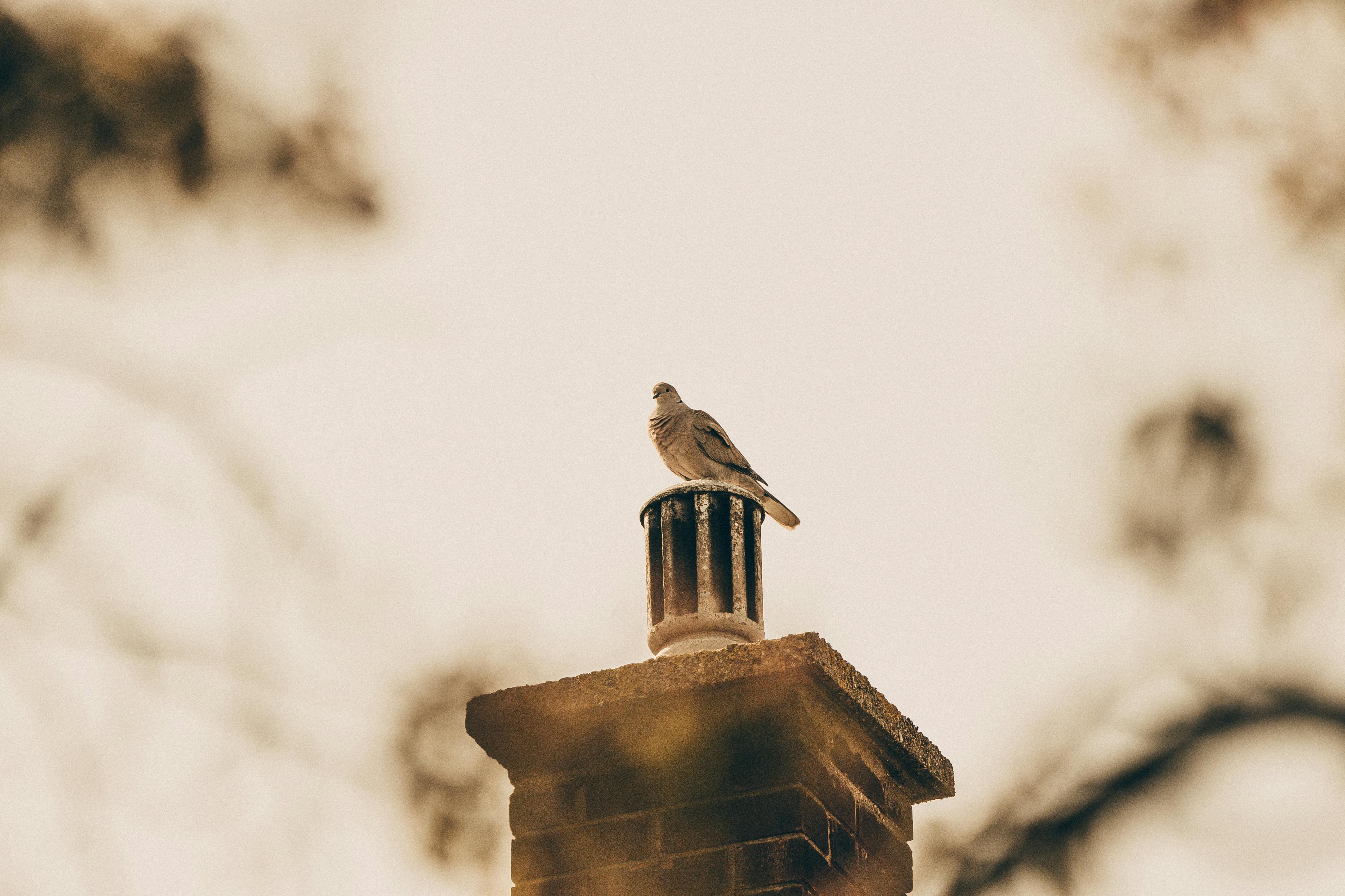 Professional Chimney Cap Installation Services in Los Angeles, CA Expert Chimney Cap Installation in Los Angeles, California